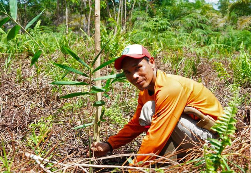 Moorlandprojekt Indonesien
